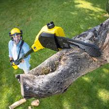 Professional Tree Services in Kenly, NC